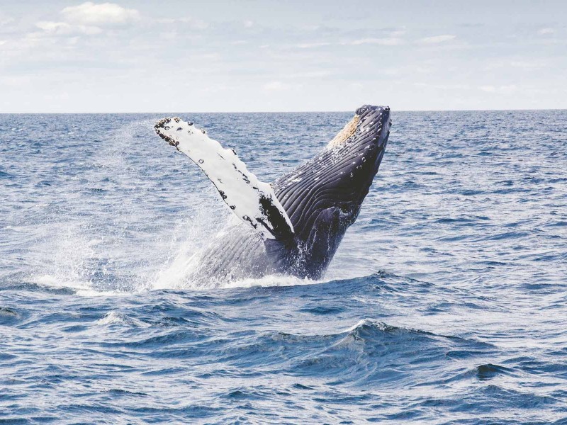 ballenas